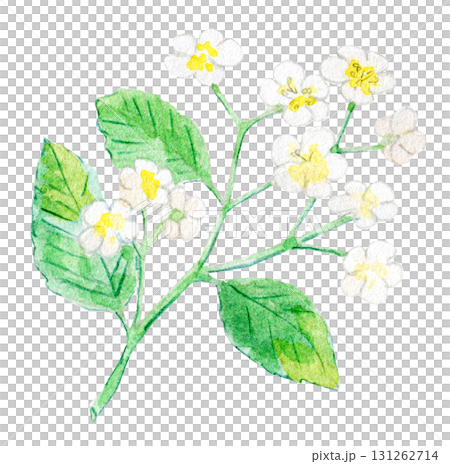 水彩イラスト　手描きイラスト　日本の植物　アズキナシ 131262714