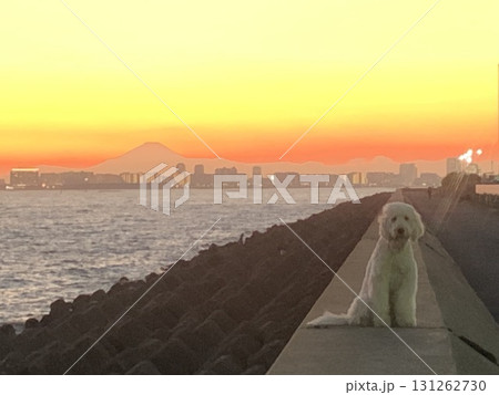大空を赤く染める夕焼けと紅富士を背景に防波堤に座る白い大型犬 大空を赤く染める夕焼けと紅富士を背景に防波堤に座る白い大型犬 131262730