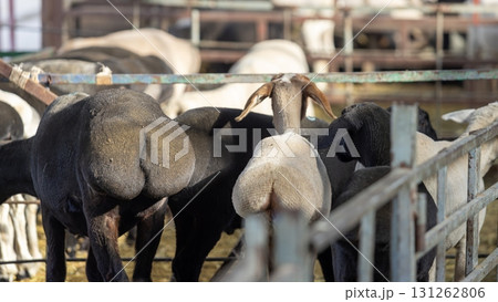 Fat-tailed sheep in the livestock market near Bishkek, Kyrgyzstan. animal husbandry is one of economics sources in Kyrgyzstan because of nomadic history Fat-tailed sheep in the livestock market near Bishkek, Kyrgyzstan. animal husbandry is one of economics sources in Kyrgyzstan because of nomadic history 131262806