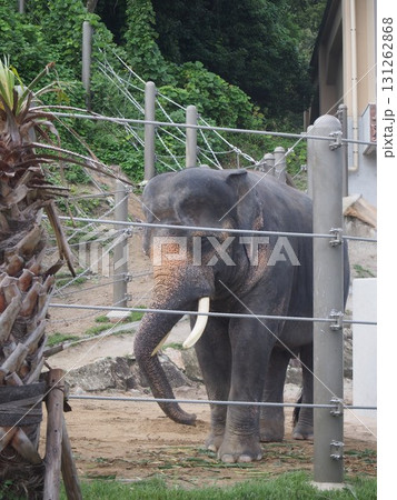 動物園のゾウ 動物園のゾウ 131262868