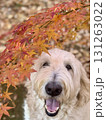 紅葉のもみじと落ち葉に囲まれて笑顔を見せる白い大型犬 131263022