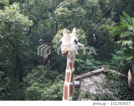 きりんの表情 131263027