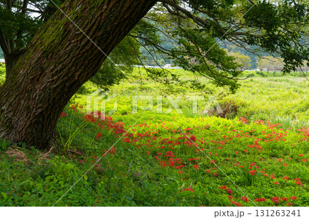 旭川の河原に咲くヒガンバナ　岡山県真庭市 131263241