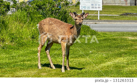 稚内駅前のエゾシカ 131263313