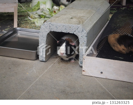 餌を食べるモルモット 131263325