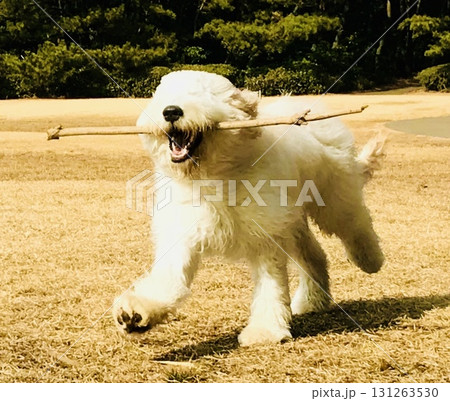 棒をくわえて元気いっぱいに走る白い大型犬の子犬 棒をくわえて元気いっぱいに走る白い大型犬の子犬 131263530
