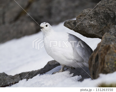 ライチョウのメス冬羽 131263550