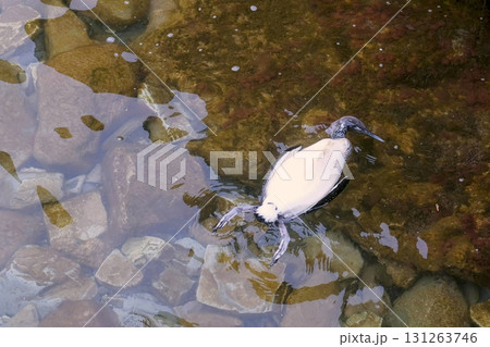 Dead bird in a polluted, foamed river. 131263746