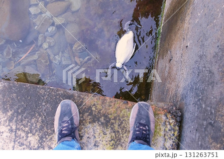 Man shoots a video of a dead bird in the sea water. First-person video. 131263751
