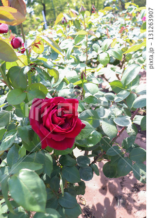 深紅に咲く八重のバラ 131263907