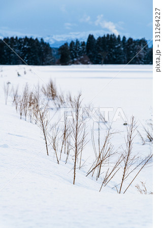 雪原に続く枯草 131264227