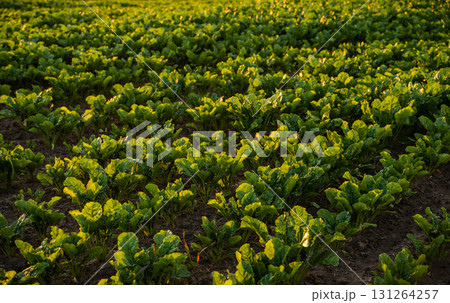 Fresh green sugar beet field at sunset with natural warm sunlight on young plants Fresh green sugar beet field at sunset with natural warm sunlight on young plants 131264257