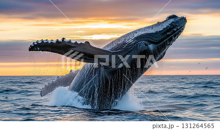 海面を跳ねるクジラ 131264565
