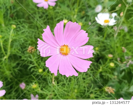 Cosmos flowers are a genus of annual and perennial herbaceous plants of the Asteraceae or Compositae family. Cosmos flowers are a genus of annual and perennial herbaceous plants of the Asteraceae or Compositae family. 131264577