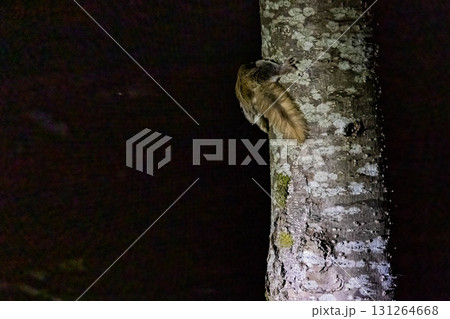 エゾモモンガ 131264668