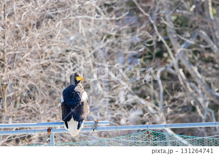 オオワシ 131264741