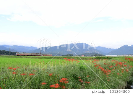 彼岸花が秋を彩る(三岐鉄道) 131264800