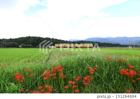 彼岸花が秋を彩る(三岐鉄道) 131264804