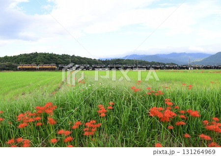 彼岸花が秋を彩る(三岐鉄道 貨物列車) 131264969