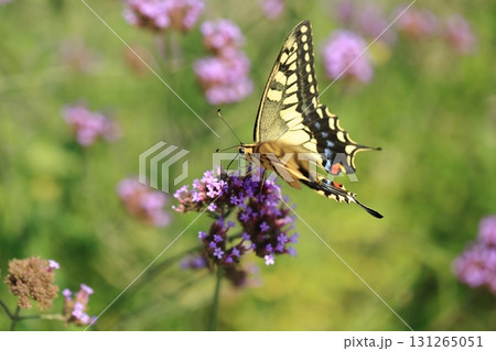 キアゲハとサンジャクバーベナー⑦ キアゲハとサンジャクバーベナー⑦ 131265051