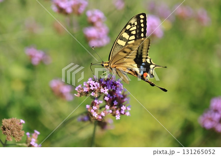 キアゲハとサンジャクバーベナー⑧ キアゲハとサンジャクバーベナー⑧ 131265052