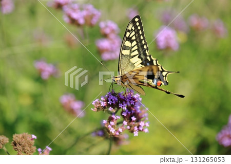 キアゲハとサンジャクバーベナー⑨ 131265053