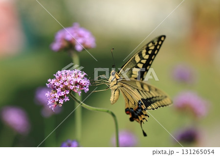 キアゲハとサンジャクバーベナー⑩ キアゲハとサンジャクバーベナー⑩ 131265054