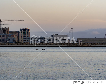 Dolphins Swimming by Gibraltar Harbor with Skyscraper Construction 131265109