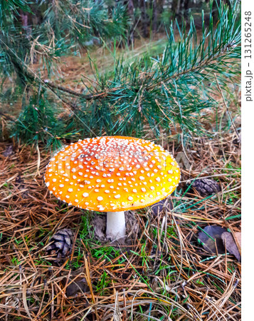 Fly agaric (Amanita muscaria) mushroom in a coniferous forest 131265248
