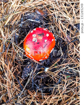Fly agaric (Amanita muscaria) mushroom in a coniferous forest 131265249