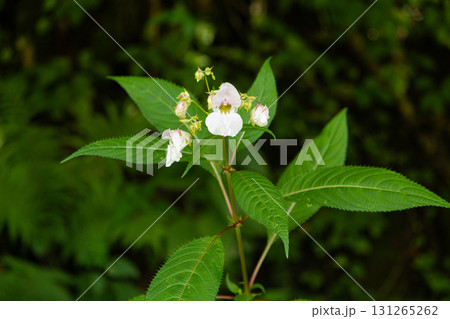 Wild Balsam Flower Blooming in Alpine Forest, Natural Mountain Flora Wild Balsam Flower Blooming in Alpine Forest, Natural Mountain Flora 131265262