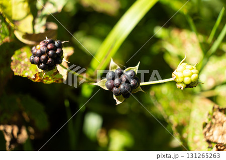 Ripe Wild Blackberries Growing in Alpine Forest Nature. Ripe Wild Blackberries Growing in Alpine Forest Nature. 131265263