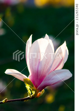 magnolia tree blooming in springtime. beautiful pink flowers of soulangeana bathing in sunlight. warm april weather 131265340