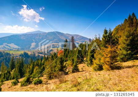landscape with coniferous forest behind the meadow in autumn. sunny day. nature background with blue sky and borzhava ridge of ukraine. transcarpathia alpine woodland landscape with coniferous forest behind the meadow in autumn. sunny day. nature background with blue sky and borzhava ridge of ukraine. transcarpathia alpine woodland 131265345