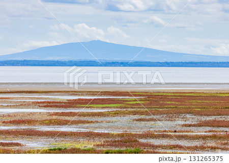 サンゴソウ 131265375