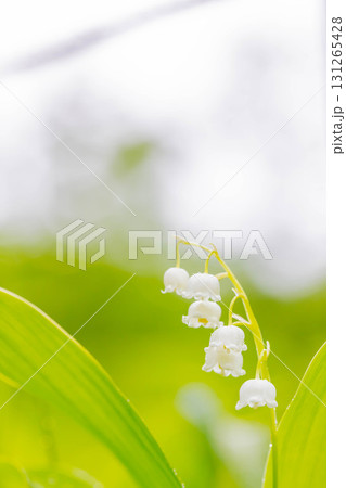 スズラン 131265428