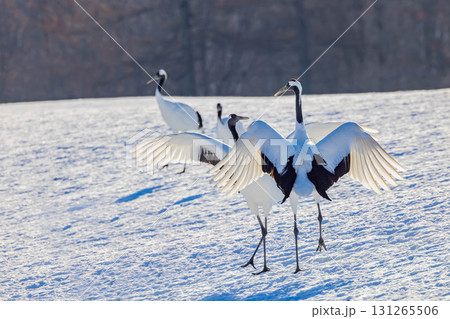 タンチョウのダンス 131265506