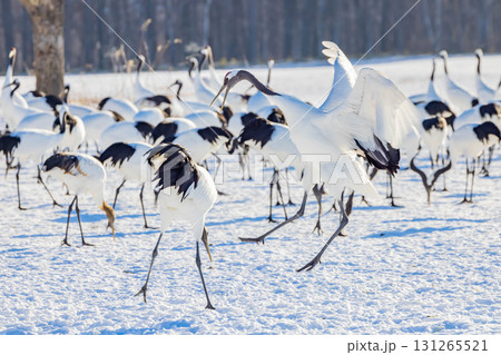 タンチョウのダンス 131265521