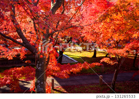 秋の智積院 131265533