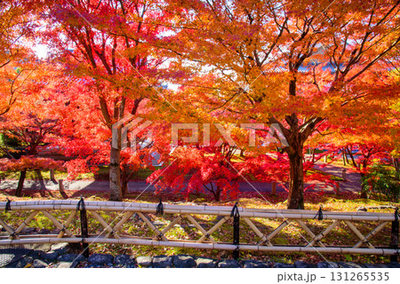 秋の智積院 131265535