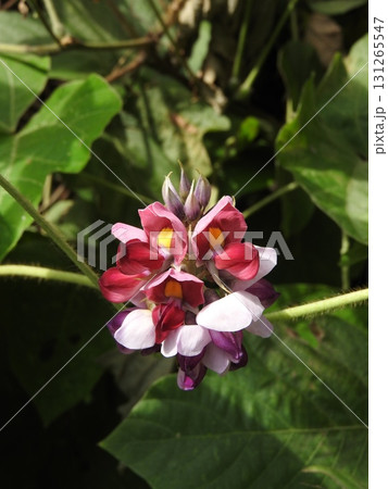 夏に咲くクズの花 131265547