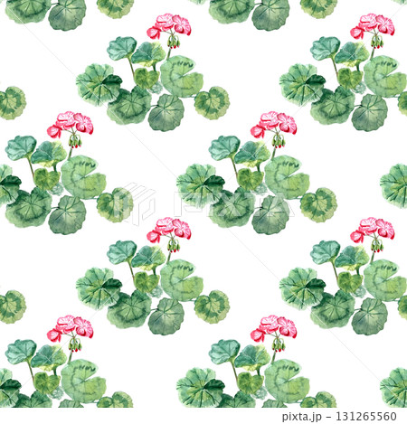 Geranium plant with rounded leaves, pink...のイラスト素材 [131265560] - PIXTA