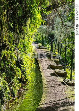 Narrow path along a stone gutter with smoothly flowing water on a mountainside among dense forest, Madeira, Portugal 131265642