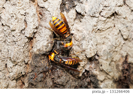 樹液を吸うオオスズメバチ 131266406