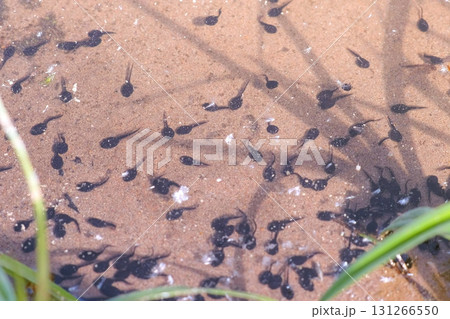 Many small black tadpoles swimming in shallow pond frog life cycle in nature. 131266550