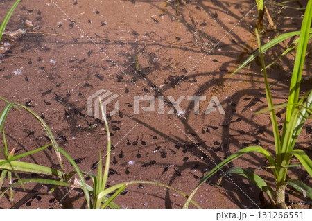 Many small black tadpoles swimming in shallow pond frog life cycle in nature. Many small black tadpoles swimming in shallow pond frog life cycle in nature. 131266551