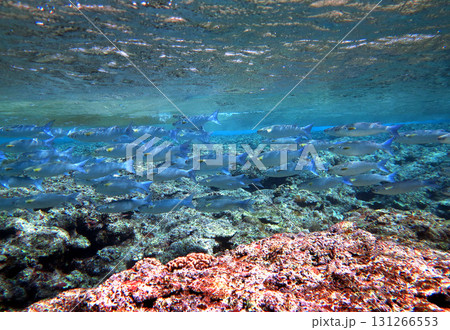 海面近くを泳ぐボラの群れ 131266553