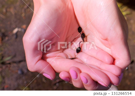 Black small frog tadpoles swimming in woman hands in water on nature. 131266554