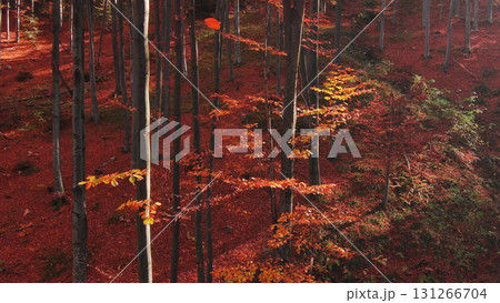 Leaves are falling in bright autumn forest Leaves are falling in bright autumn forest 131266704