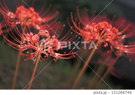 ヒガンバナ 131266749